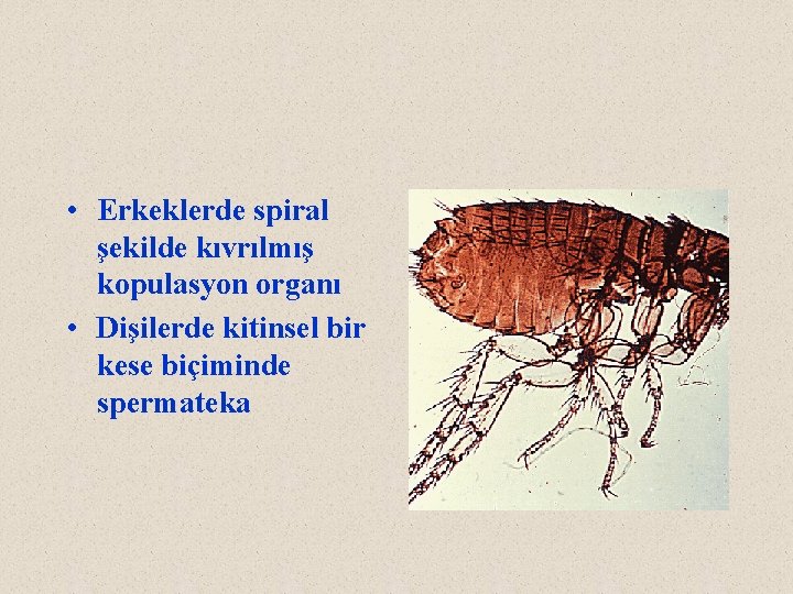  • Erkeklerde spiral şekilde kıvrılmış kopulasyon organı • Dişilerde kitinsel bir kese biçiminde