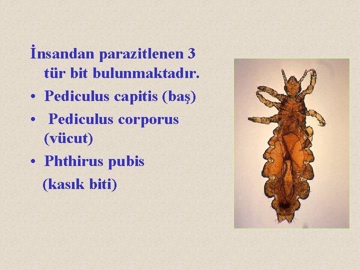 İnsandan parazitlenen 3 tür bit bulunmaktadır. • Pediculus capitis (baş) • Pediculus corporus (vücut)