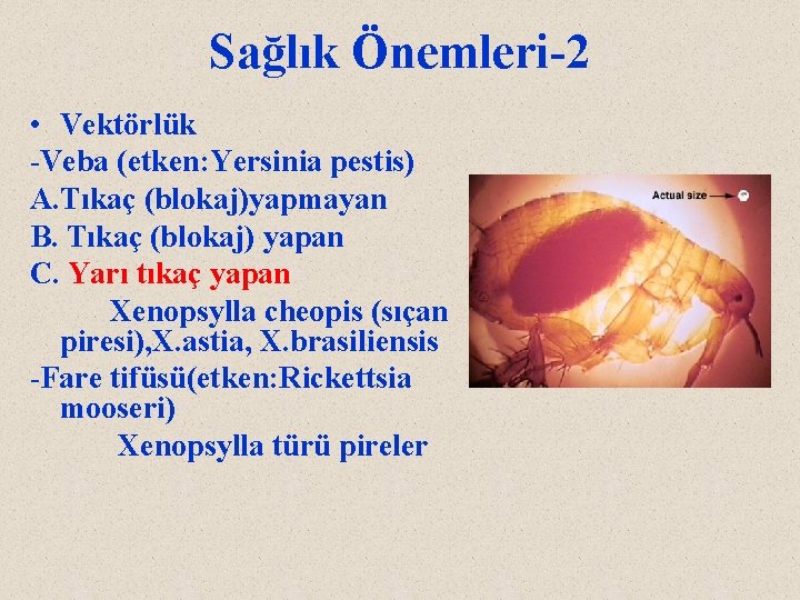 Sağlık Önemleri-2 • Vektörlük -Veba (etken: Yersinia pestis) A. Tıkaç (blokaj)yapmayan B. Tıkaç (blokaj)