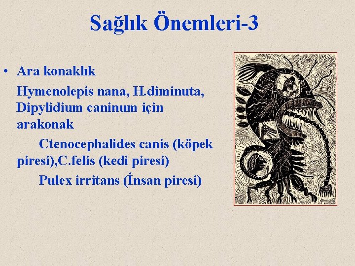 Sağlık Önemleri-3 • Ara konaklık Hymenolepis nana, H. diminuta, Dipylidium caninum için arakonak Ctenocephalides
