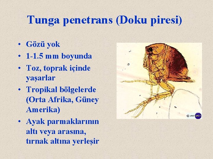 Tunga penetrans (Doku piresi) • Gözü yok • 1 -1. 5 mm boyunda •