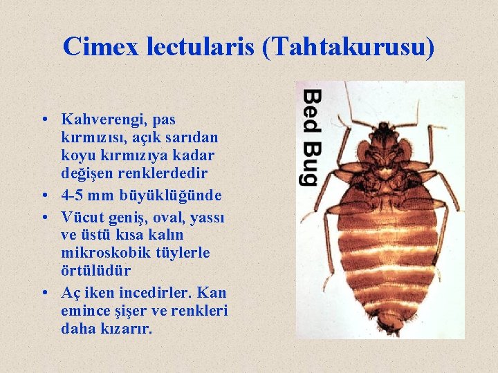 Cimex lectularis (Tahtakurusu) • Kahverengi, pas kırmızısı, açık sarıdan koyu kırmızıya kadar değişen renklerdedir