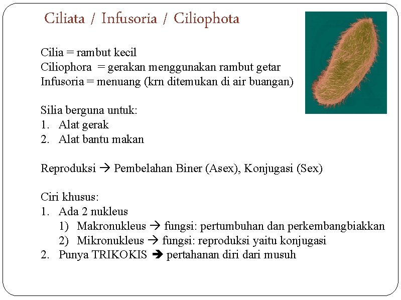 Ciliata / Infusoria / Ciliophota Cilia = rambut kecil Ciliophora = gerakan menggunakan rambut