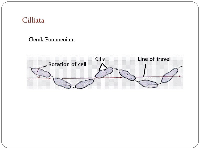 Cilliata Gerak Paramecium 