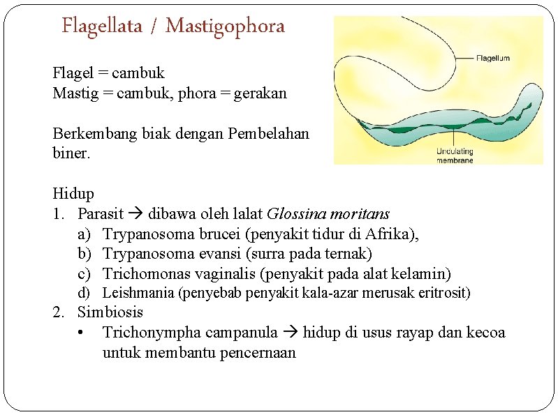 Flagellata / Mastigophora Flagel = cambuk Mastig = cambuk, phora = gerakan Berkembang biak