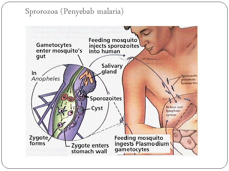 Sprorozoa (Penyebab malaria) 