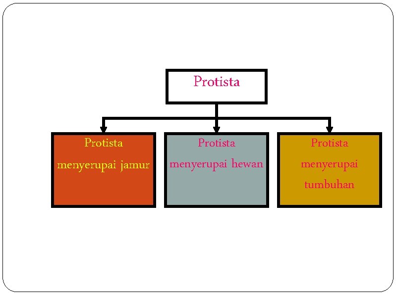 Protista menyerupai jamur Protista menyerupai hewan Protista menyerupai tumbuhan 