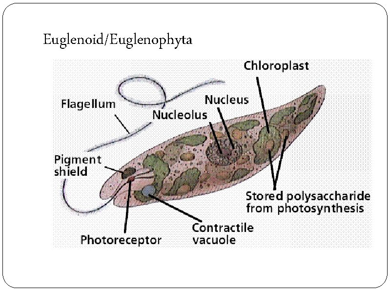Euglenoid/Euglenophyta 