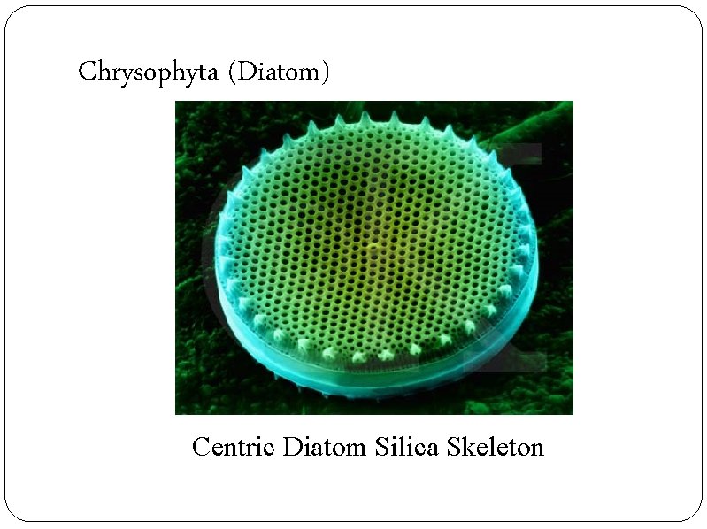 Chrysophyta (Diatom) Centric Diatom Silica Skeleton 