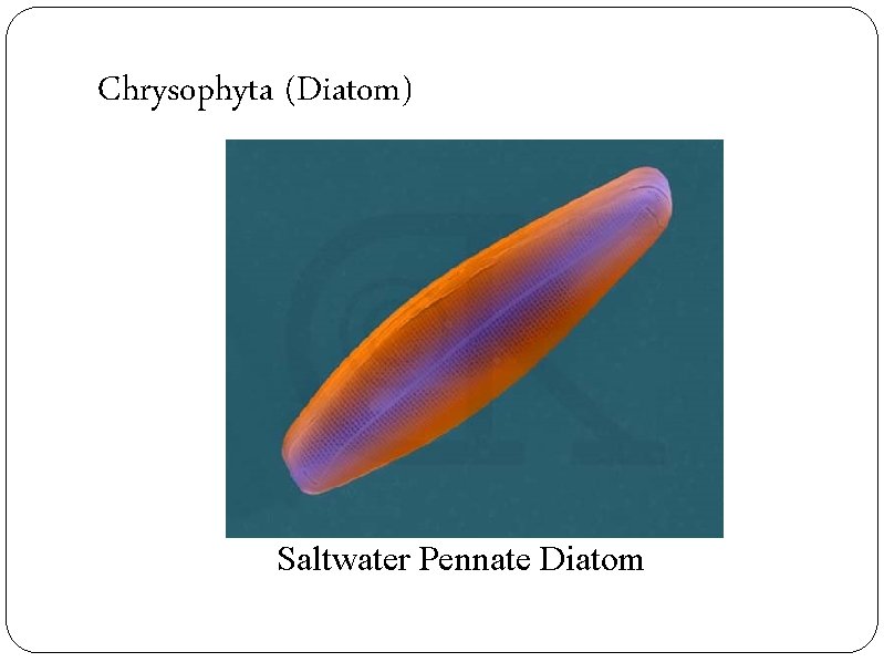Chrysophyta (Diatom) Saltwater Pennate Diatom 