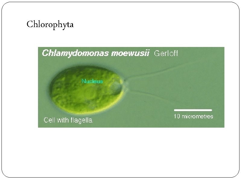 Chlorophyta 