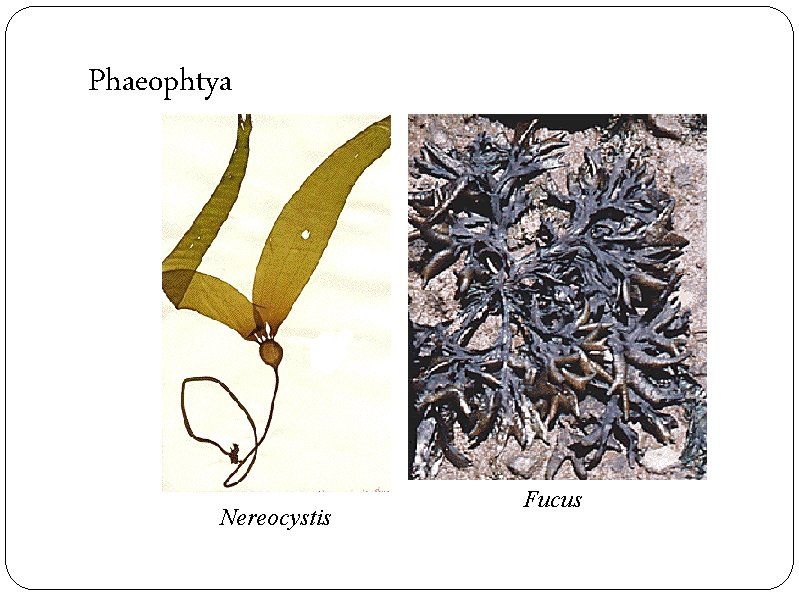 Phaeophtya Nereocystis Fucus 