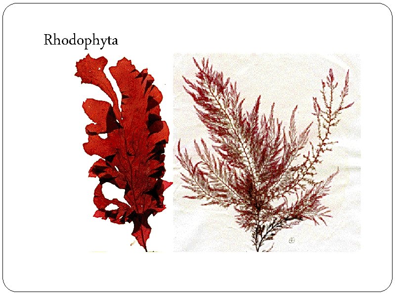 Rhodophyta 