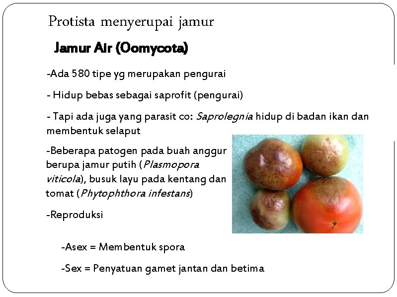 Protista menyerupai jamur Jamur Air (Oomycota) -Ada 580 tipe yg merupakan pengurai - Hidup