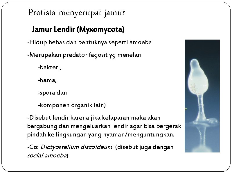 Protista menyerupai jamur Jamur Lendir (Myxomycota) -Hidup bebas dan bentuknya seperti amoeba -Merupakan predator