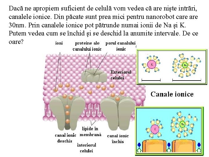 Dacă ne apropiem suficient de celulă vom vedea că are nişte intrări, canalele ionice.