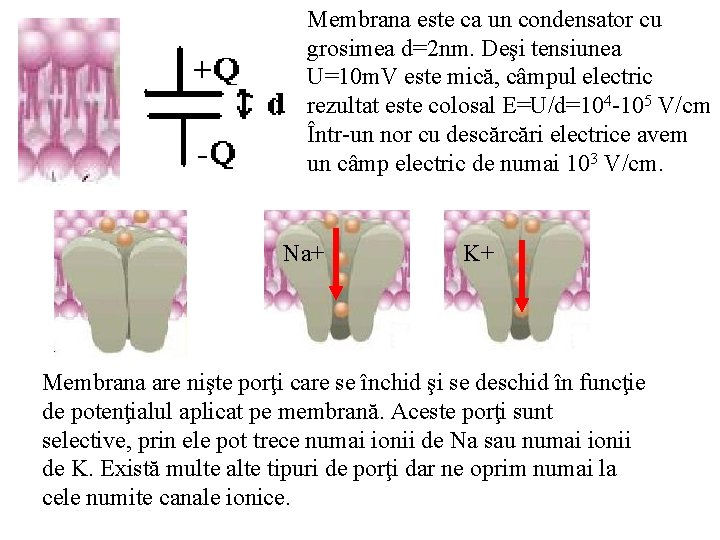 Membrana este ca un condensator cu grosimea d=2 nm. Deşi tensiunea U=10 m. V