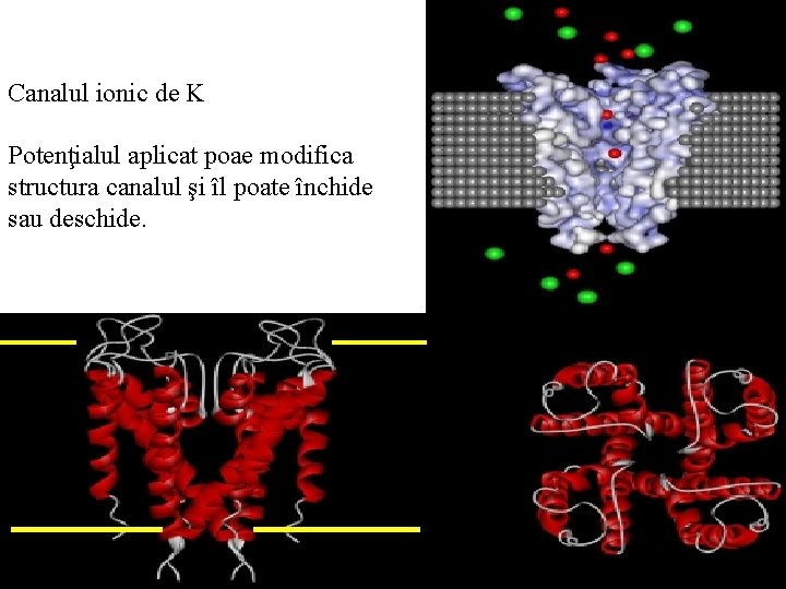 Canalul ionic de K Potenţialul aplicat poae modifica structura canalul şi îl poate închide