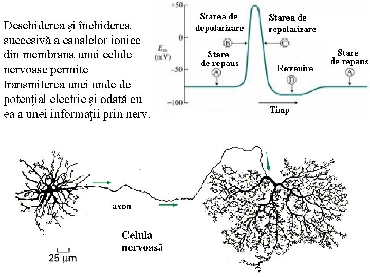 Deschiderea şi închiderea succesivă a canalelor ionice din membrana unui celule nervoase permite transmiterea
