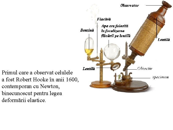 Primul care a observat celulele a fost Robert Hooke în anii 1600, contemporan cu