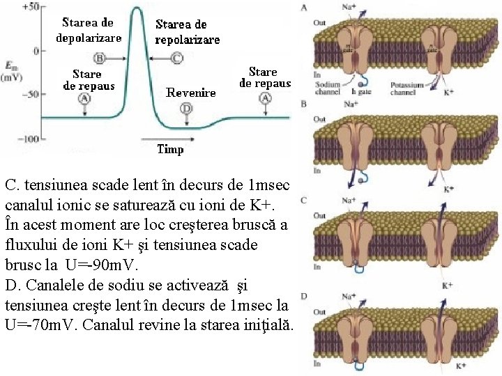 C. tensiunea scade lent în decurs de 1 msec canalul ionic se saturează cu