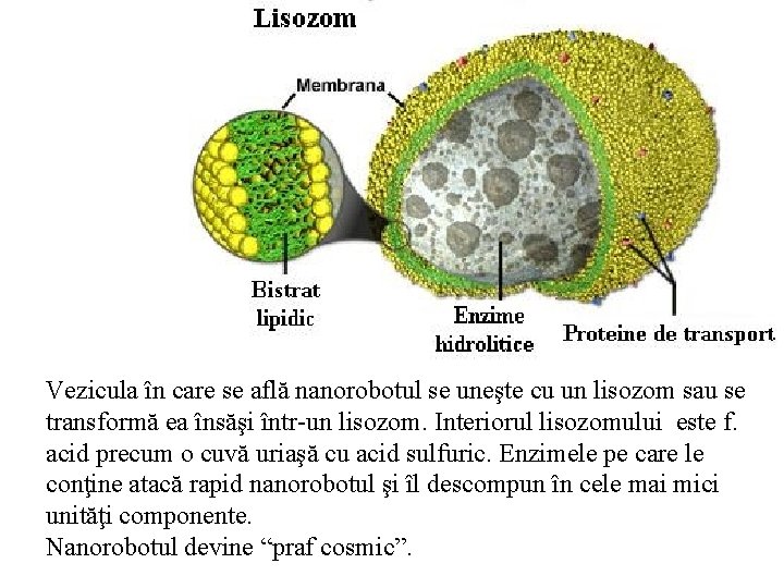 Vezicula în care se află nanorobotul se uneşte cu un lisozom sau se transformă