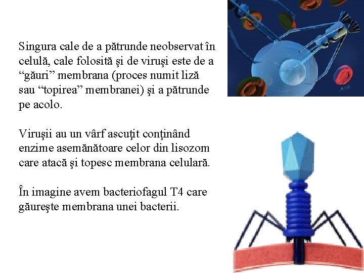 Singura cale de a pătrunde neobservat în celulă, cale folosită şi de viruşi este