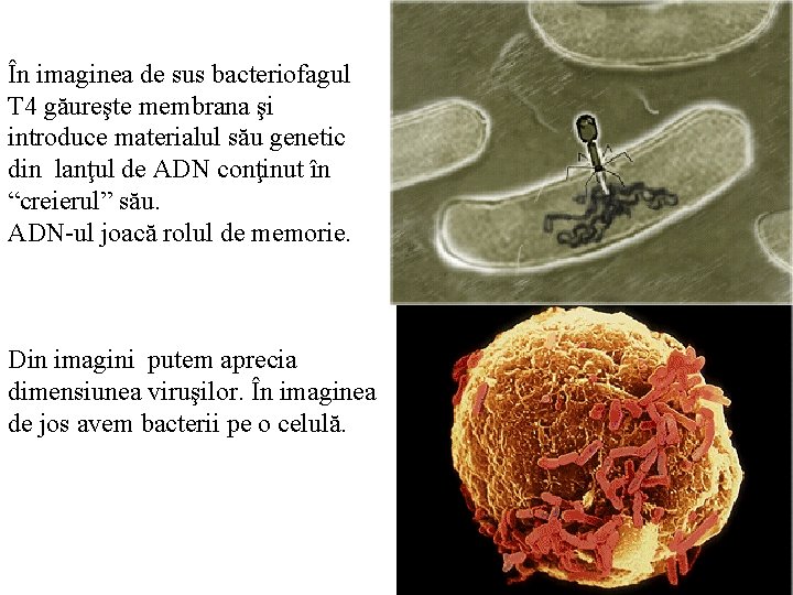 În imaginea de sus bacteriofagul T 4 găureşte membrana şi introduce materialul său genetic