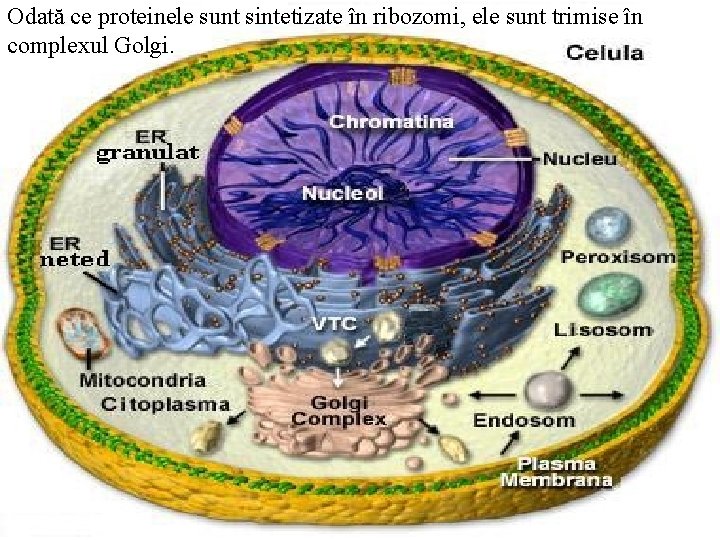 Odată ce proteinele sunt sintetizate în ribozomi, ele sunt trimise în complexul Golgi. 