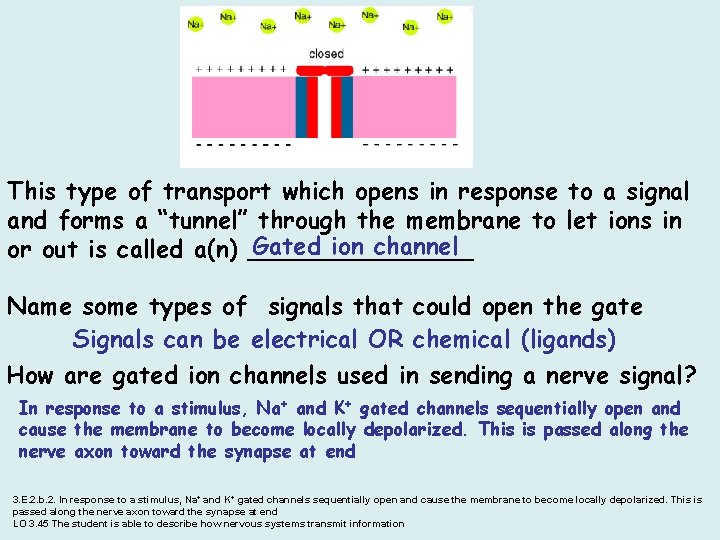 This type of transport which opens in response to a signal and forms a