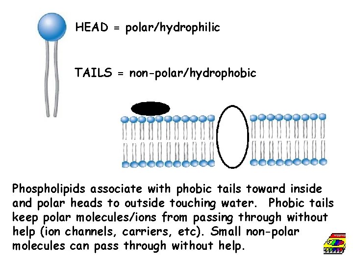 HEAD = polar/hydrophilic TAILS = non-polar/hydrophobic Phospholipids associate with phobic tails toward inside and