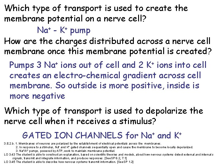 Which type of transport is used to create the membrane potential on a nerve