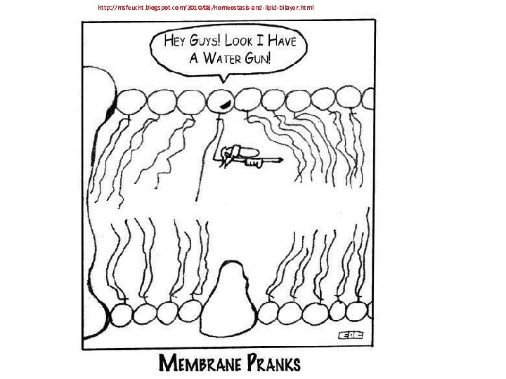 http: //msfeucht. blogspot. com/2010/08/homeostasis-and-lipid-bilayer. html 