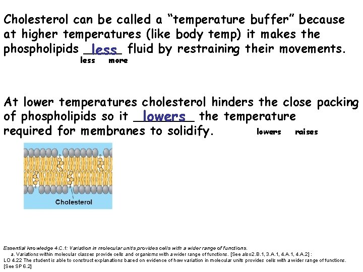 Cholesterol can be called a “temperature buffer” because at higher temperatures (like body temp)