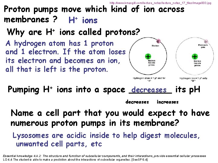 http: //www. kmacgill. com/lecture_notes_17_files/image 003. jpg Proton pumps move which kind of ion across