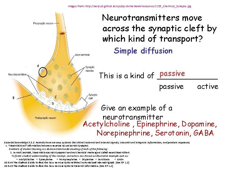 Images from: http: //oerpub. github. io/epubjs-demo-book/resources/1225_Chemical_Synapse. jpg Neurotransmitters move across the synaptic cleft by