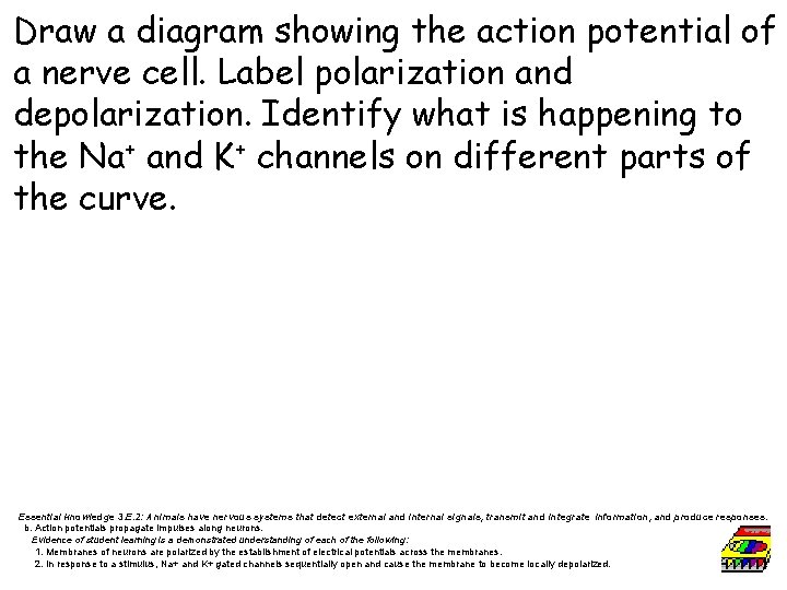 Draw a diagram showing the action potential of a nerve cell. Label polarization and