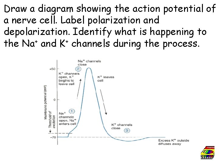 Draw a diagram showing the action potential of a nerve cell. Label polarization and