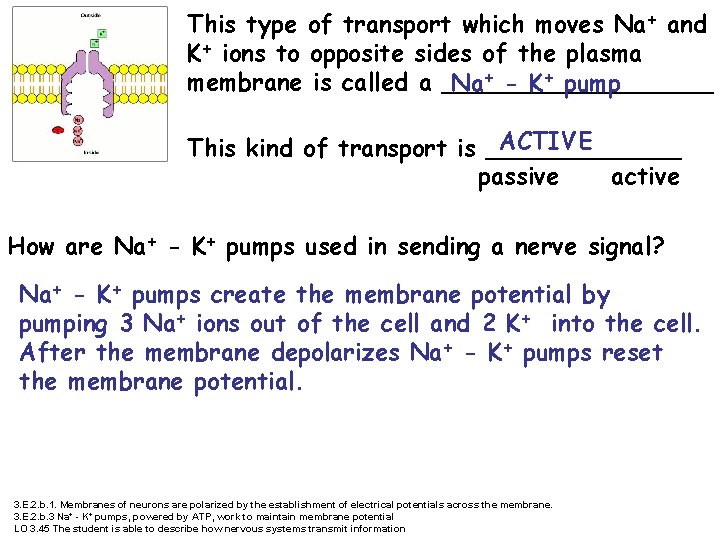 This type of transport which moves Na+ and K+ ions to opposite sides of