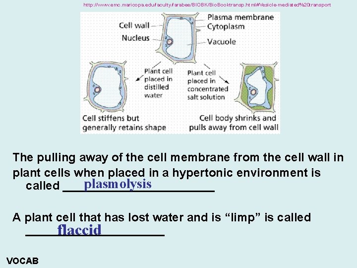 http: //www. emc. maricopa. edu/faculty/farabee/BIOBK/Bio. Booktransp. html#Vesicle-mediated%20 transport The pulling away of the cell