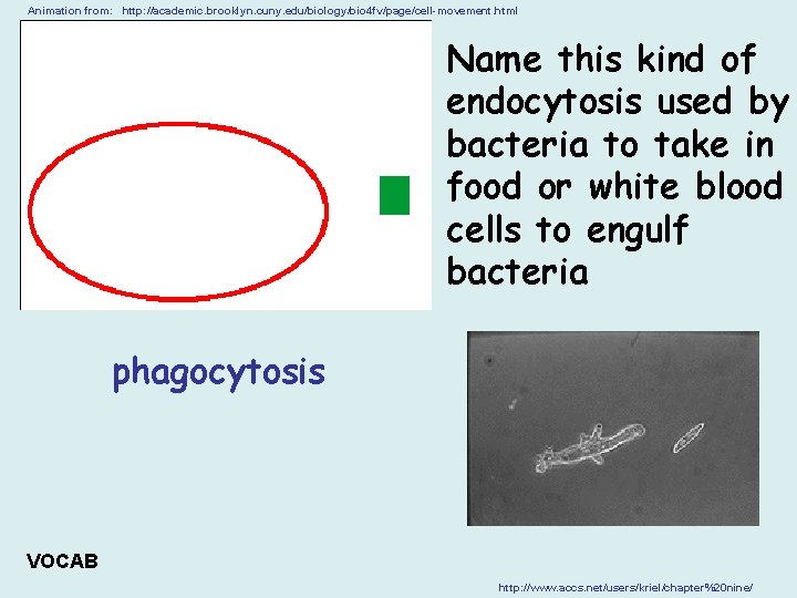 Animation from: http: //academic. brooklyn. cuny. edu/biology/bio 4 fv/page/cell-movement. html Name this kind of