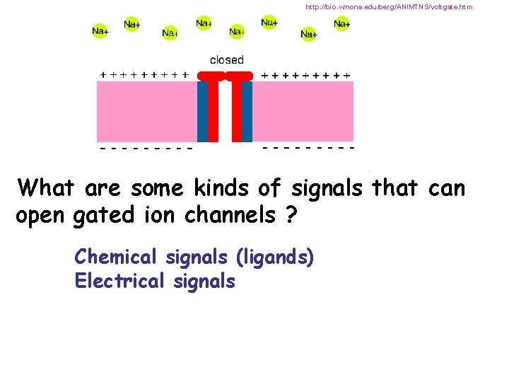 http: //bio. winona. edu/berg/ANIMTNS/voltgate. htm What are some kinds of signals that can open