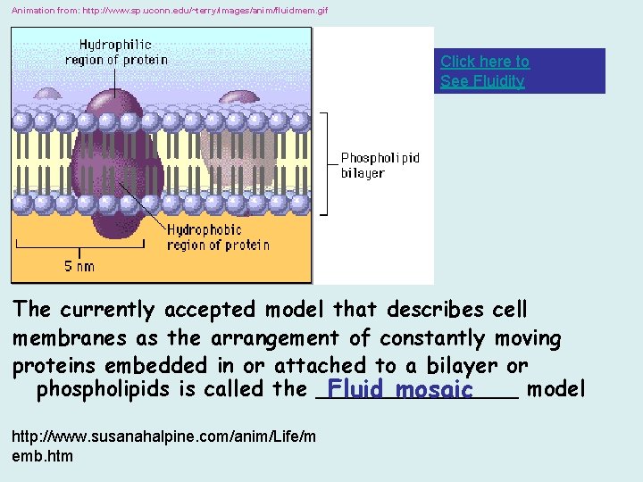 Animation from: http: //www. sp. uconn. edu/~terry/images/anim/fluidmem. gif Click here to See Fluidity The