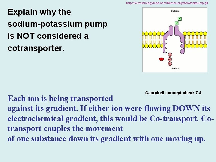 http: //www. biologymad. com/Nervous. System/nakpump. gif Explain why the sodium-potassium pump is NOT considered