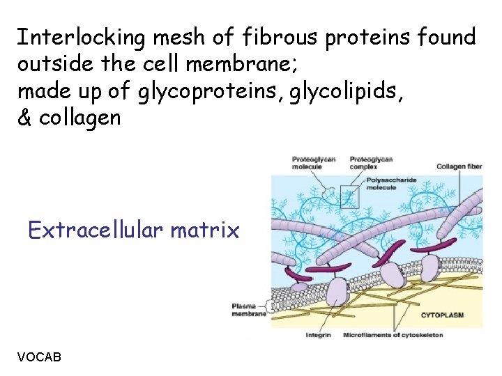 Interlocking mesh of fibrous proteins found outside the cell membrane; made up of glycoproteins,