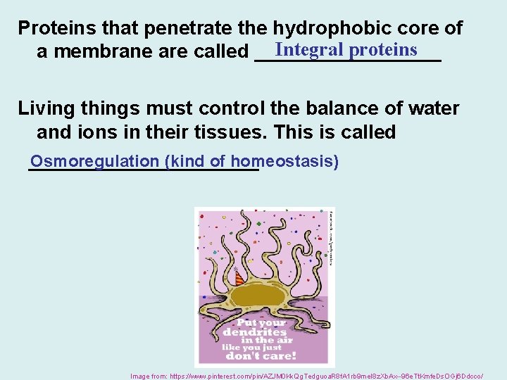 Proteins that penetrate the hydrophobic core of Integral proteins a membrane are called _________