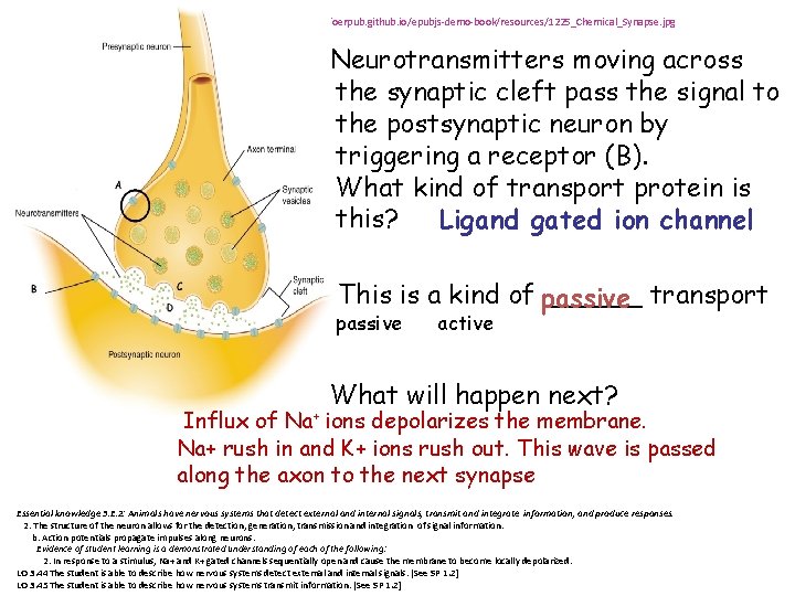 Images from: http: //oerpub. github. io/epubjs-demo-book/resources/1225_Chemical_Synapse. jpg Neurotransmitters moving across the synaptic cleft pass