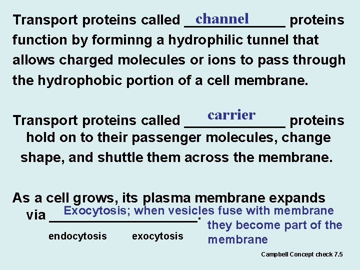 channel Transport proteins called _______ proteins function by forminng a hydrophilic tunnel that allows