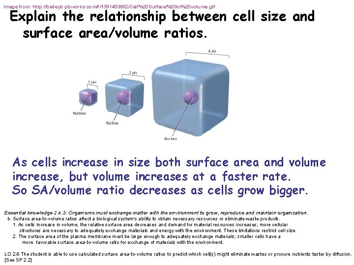 Image from: http: //baileyb. pbworks. com/f/1391453862/Cell%20 Surface%20 to%20 volume. gif Explain the relationship between