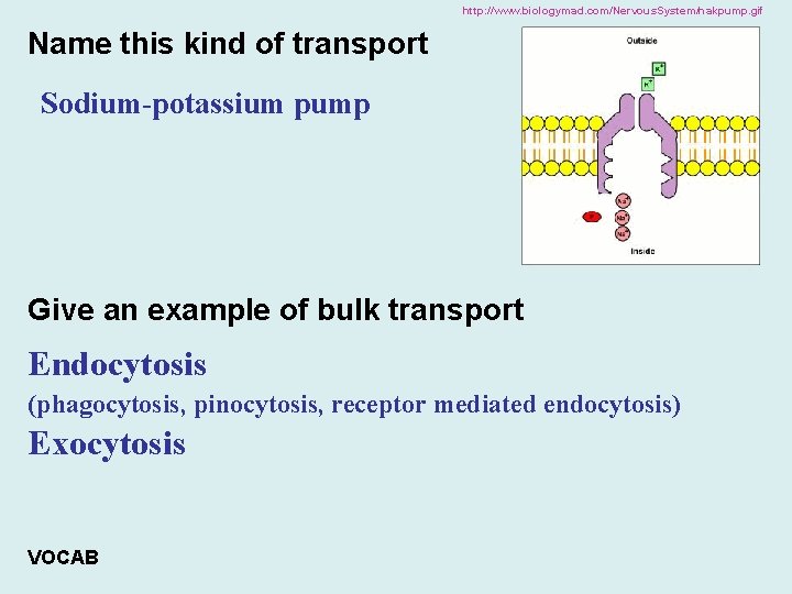 http: //www. biologymad. com/Nervous. System/nakpump. gif Name this kind of transport Sodium-potassium pump Give